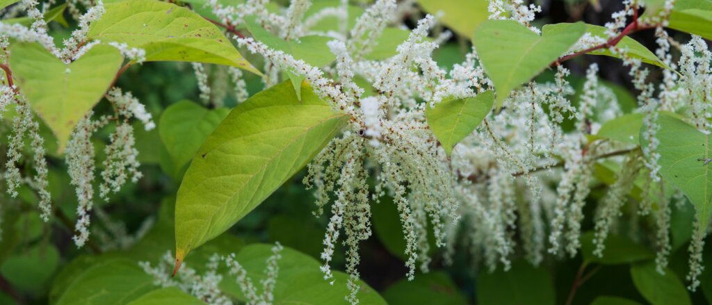 Red and green prickly pear cactus fruits